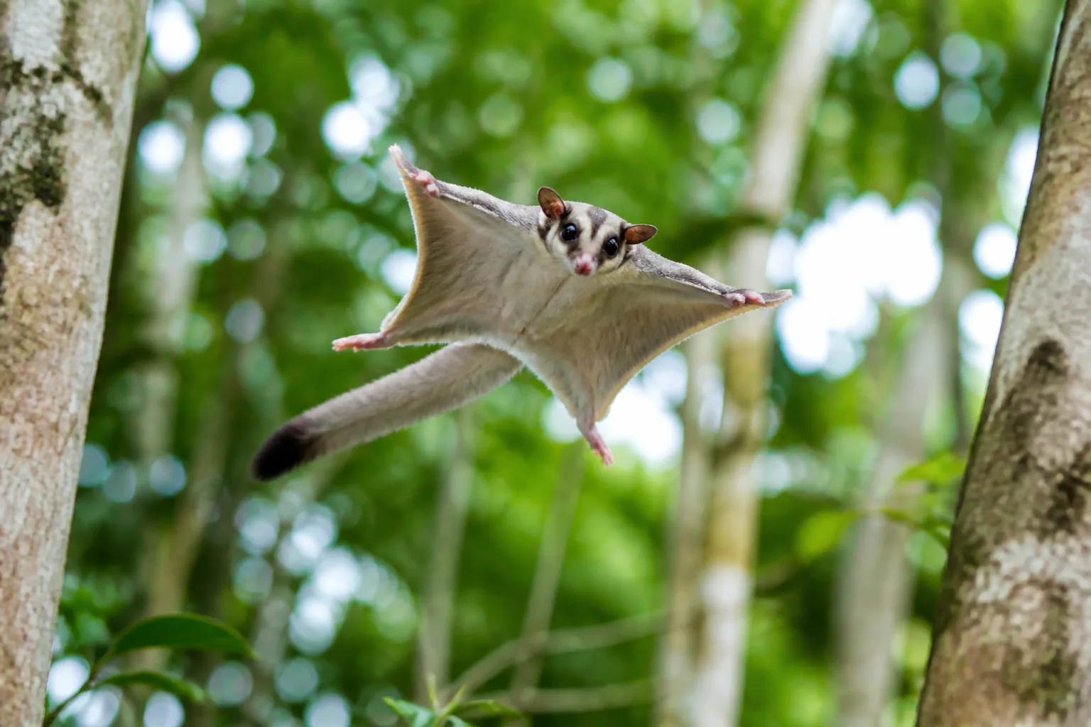 Apakah Sugar Glider Bisa Terbang?