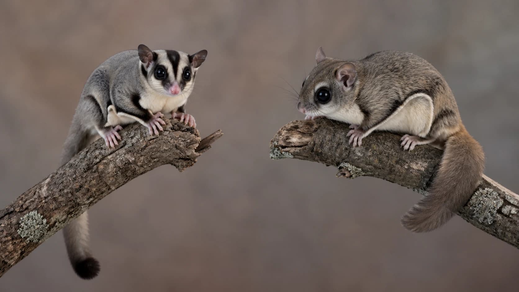 Sugar Glider vs Tupai Terbang, Apa Bedanya?