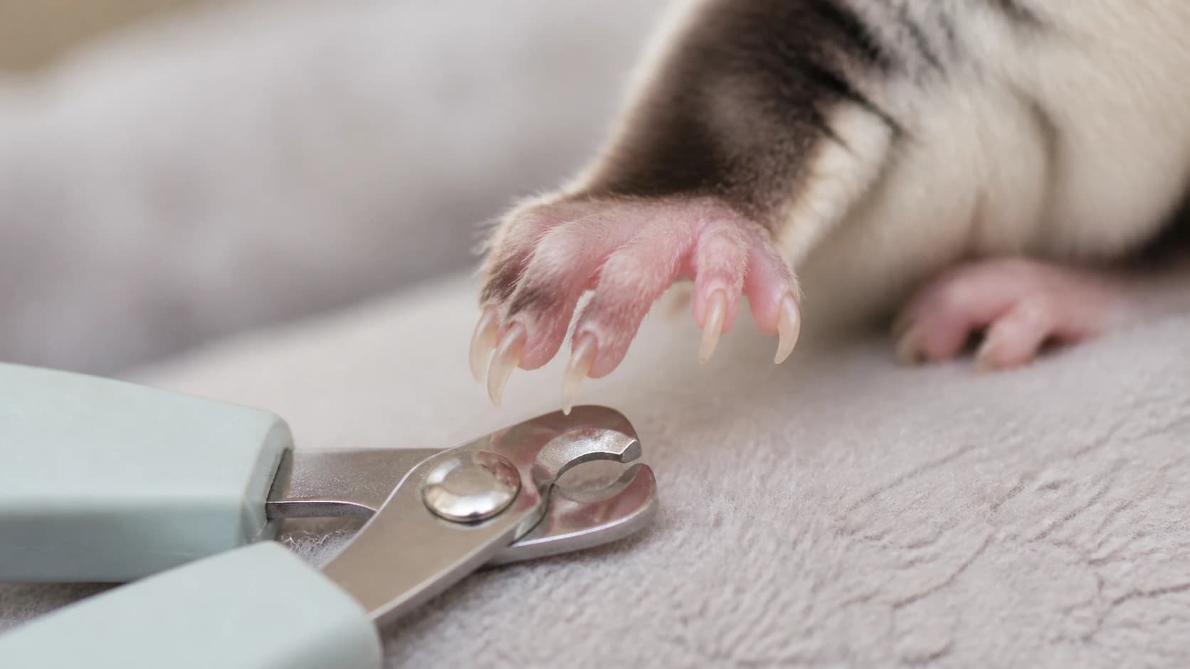 Tanda-Tanda Sugar Glider Perlu Potong Kuku