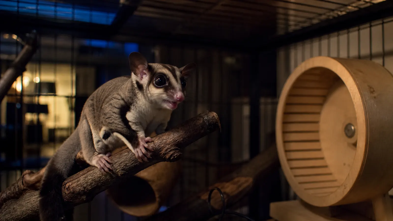Apakah Sugar Glider Berisik di Malam Hari?