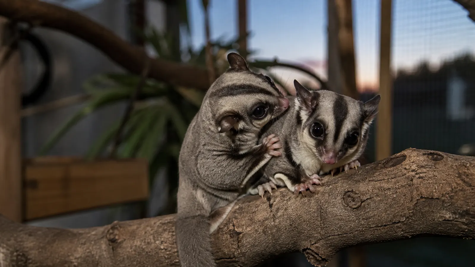 Apakah Sugar Glider Perlu Teman?