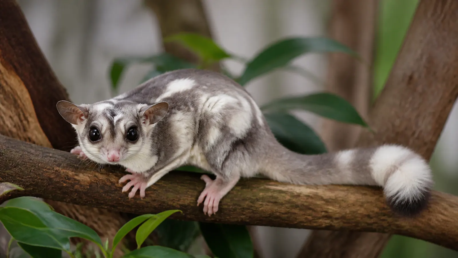 Cara Mengenali Sugar Glider Mosaic