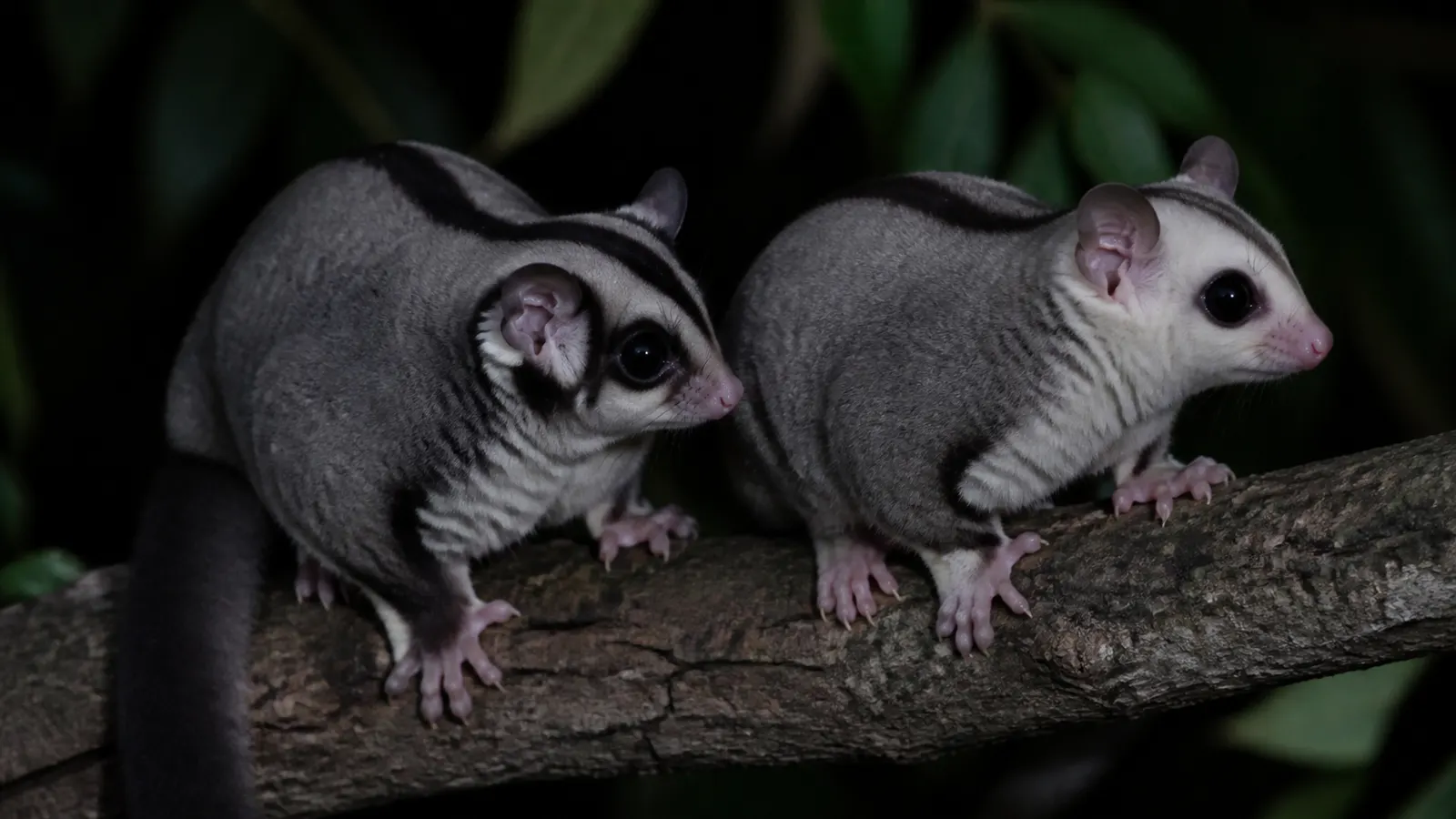 Perbedaan Classic Grey dan White Face Sugar Glider
