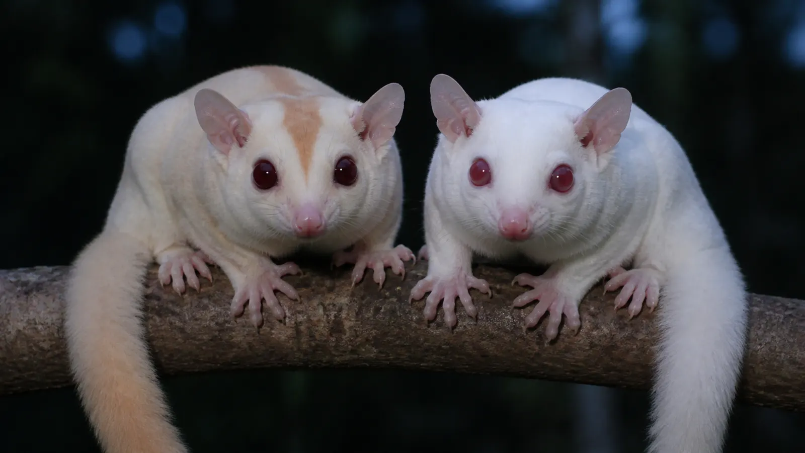 Perbedaan Creamino dan Albino Sugar Glider