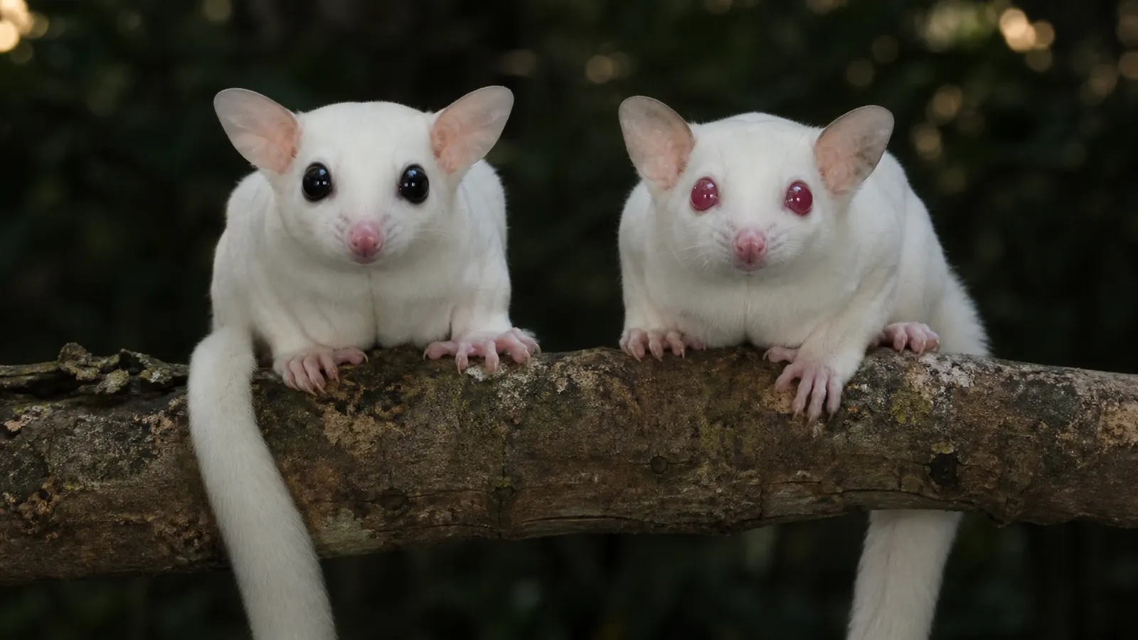 Perbedaan Leucistic dan Albino Sugar Glider