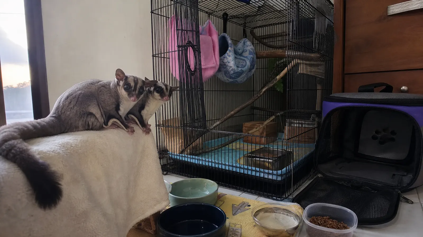 Persiapan Sebelum Memelihara Sugar Glider