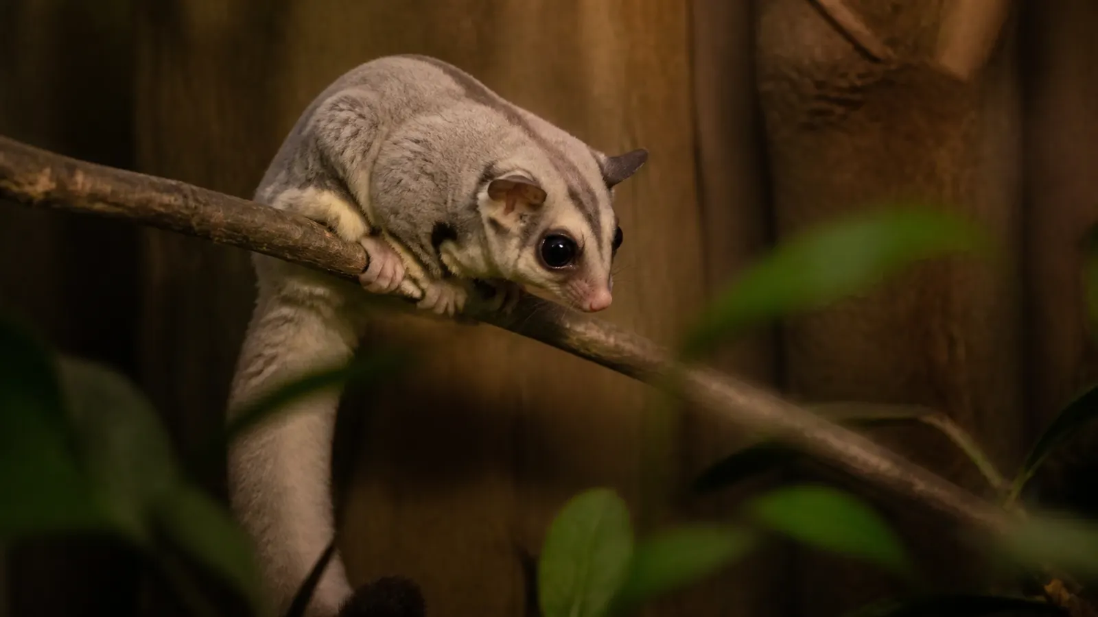 Platinum Sugar Glider: Ciri, Pilihan, dan Perawatan