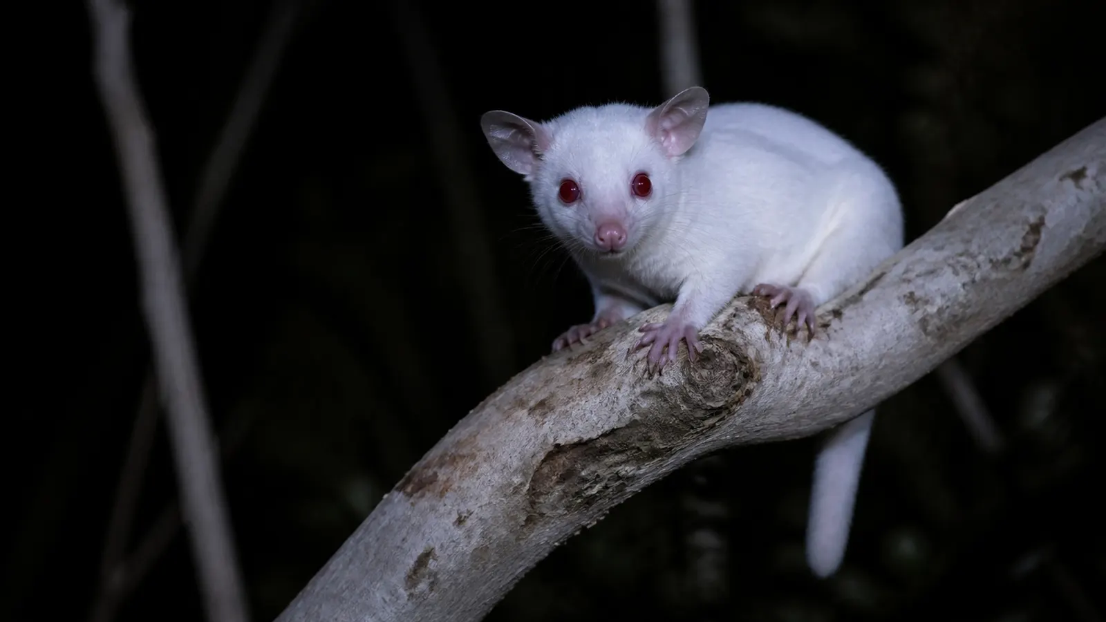 Sugar Glider Albino: Ciri, Genetika, dan Perawatan