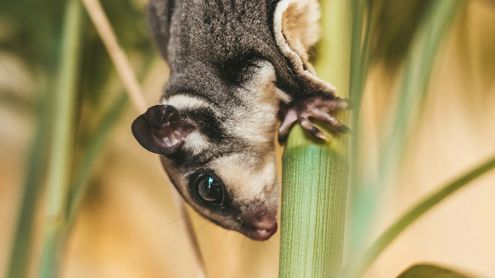 Sugar Glider Black Beauty: Ciri dan Cara Merawatnya