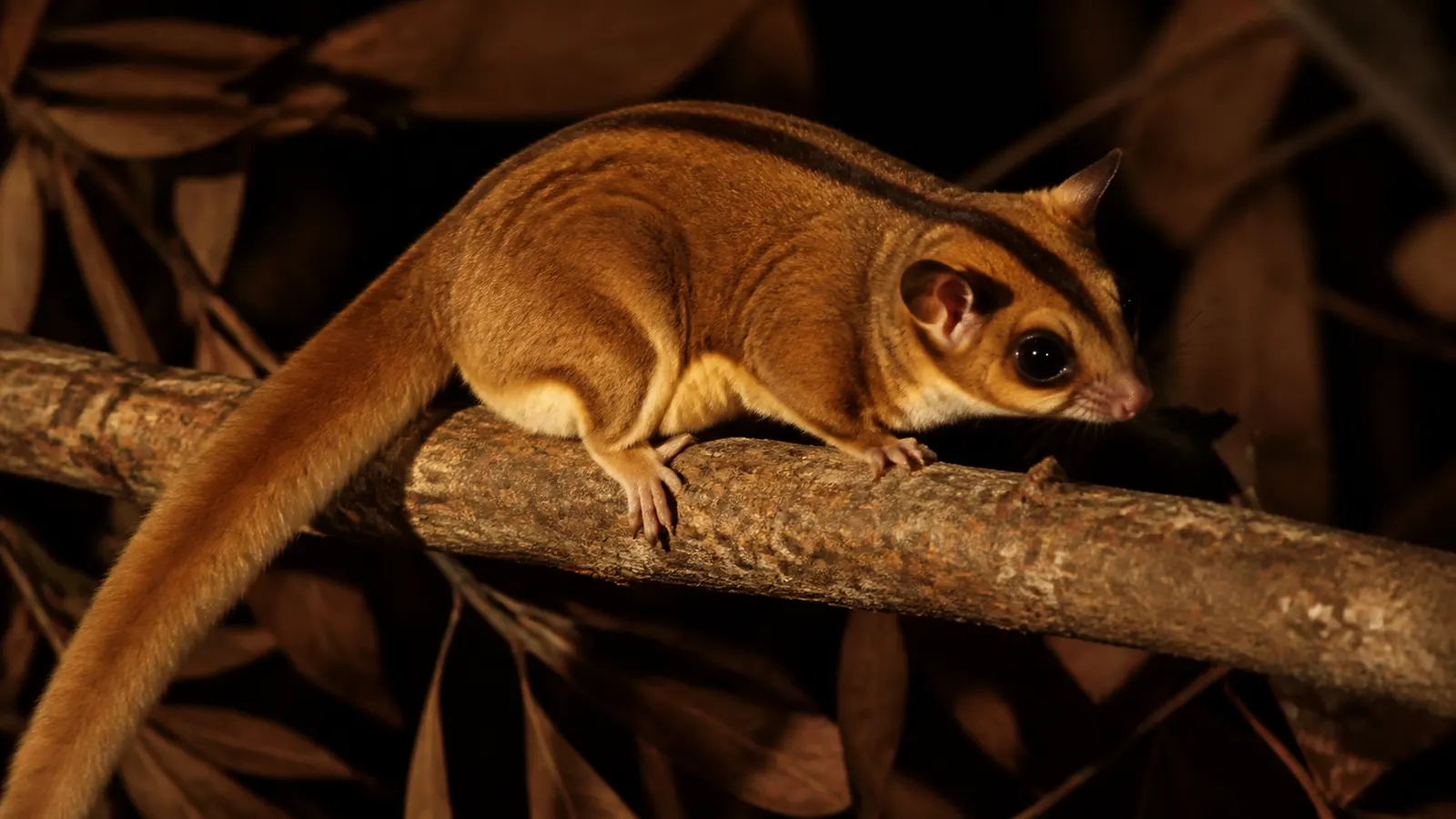 Sugar Glider Caramel: Ciri, Pilihan, dan Perawatan