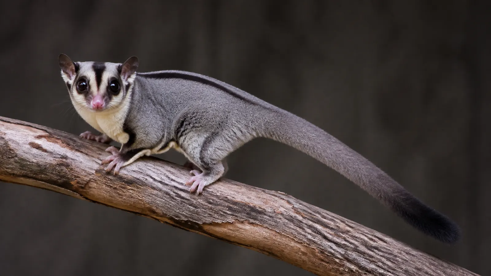 Sugar Glider Classic Grey: Ciri, Genetika, dan Perawatan