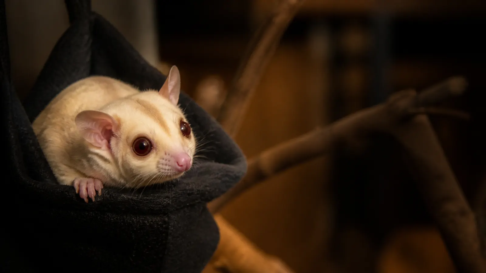 Sugar Glider Creamino: Ciri, Pilihan, dan Perawatan