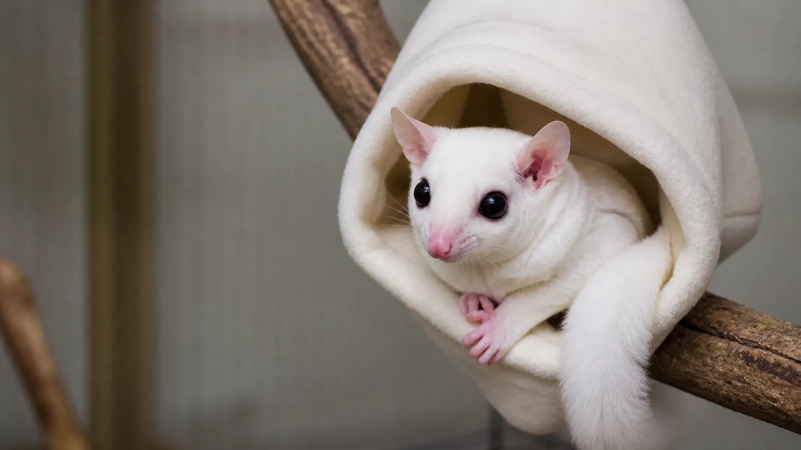 Sugar Glider Leucistic: Ciri, Genetika, dan Perawatan