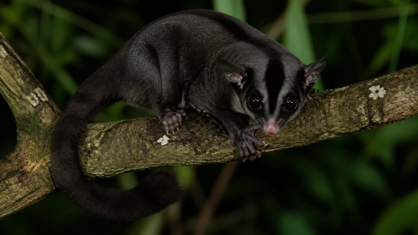 Sugar Glider Melanistic: Ciri, Pilihan, dan Perawatan