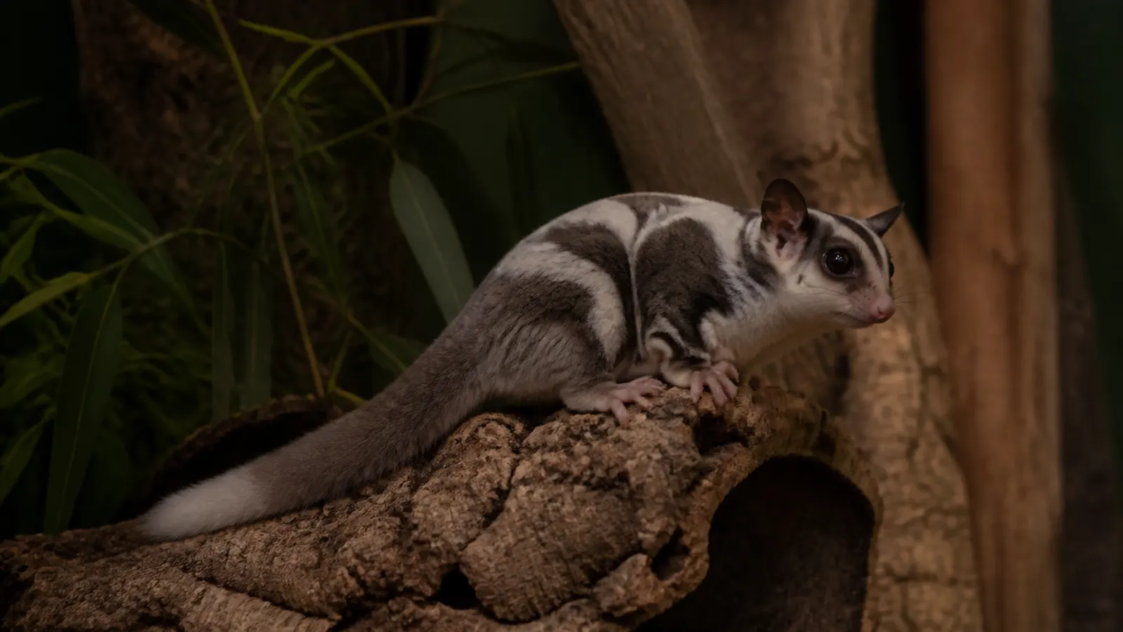 Sugar Glider Mosaic: Ciri, Pilihan, dan Perawatan