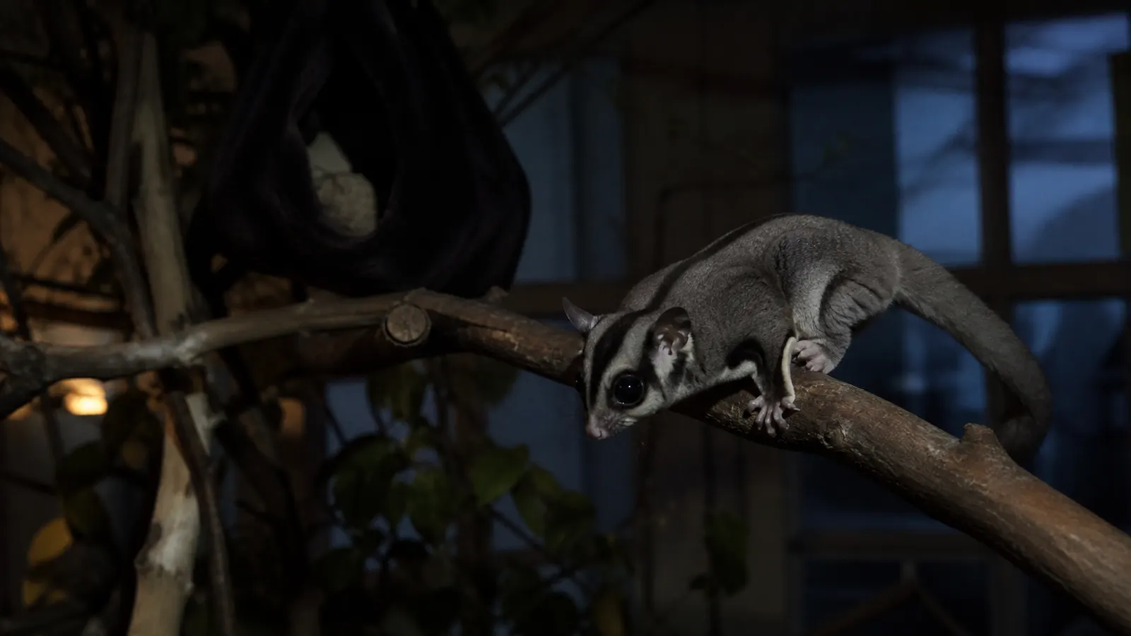 Sugar Glider Nokturnal: Aktif Malam, Tidur Siang