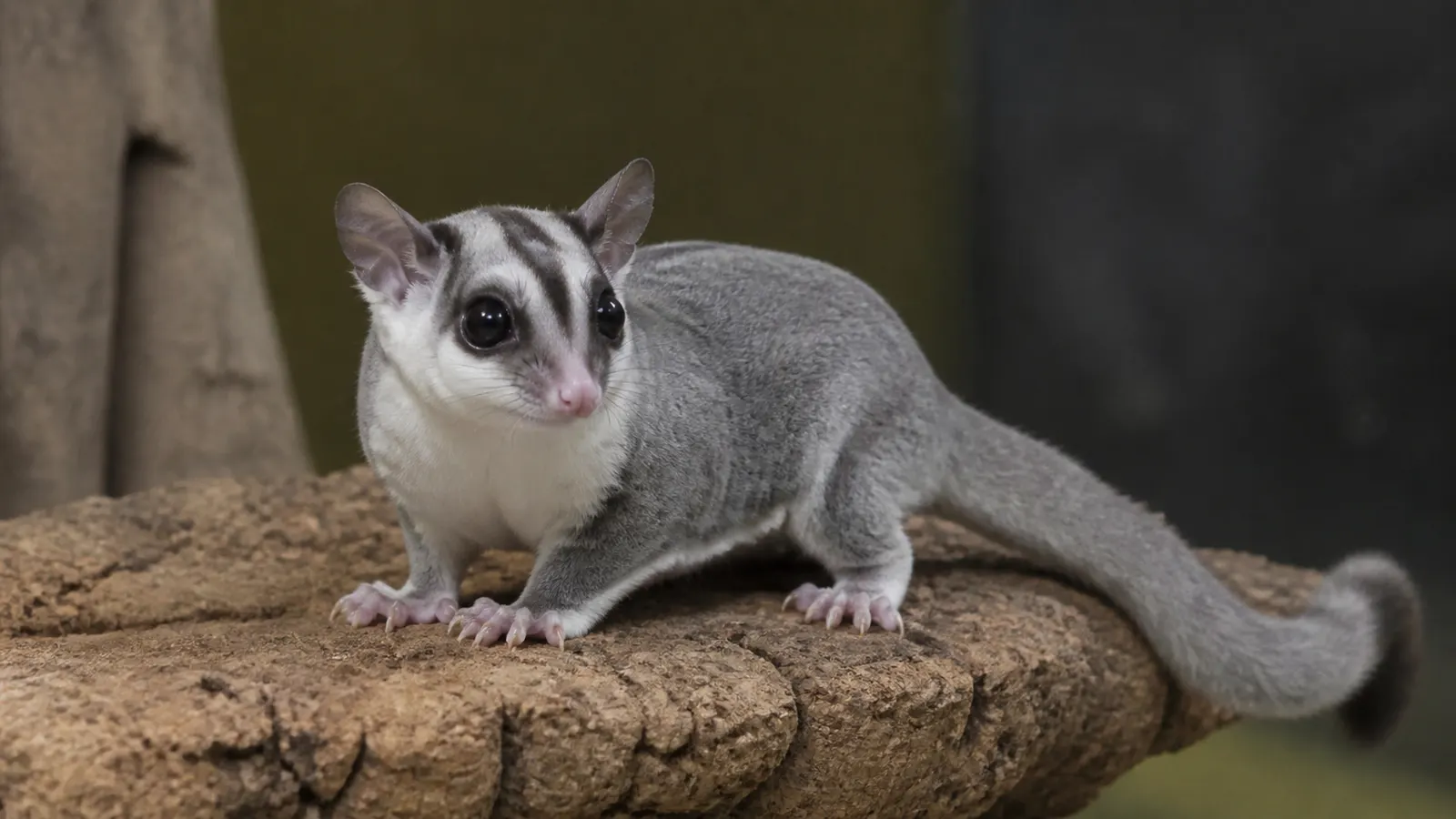 Sugar Glider White Face: Ciri, Genetika, dan Perawatan